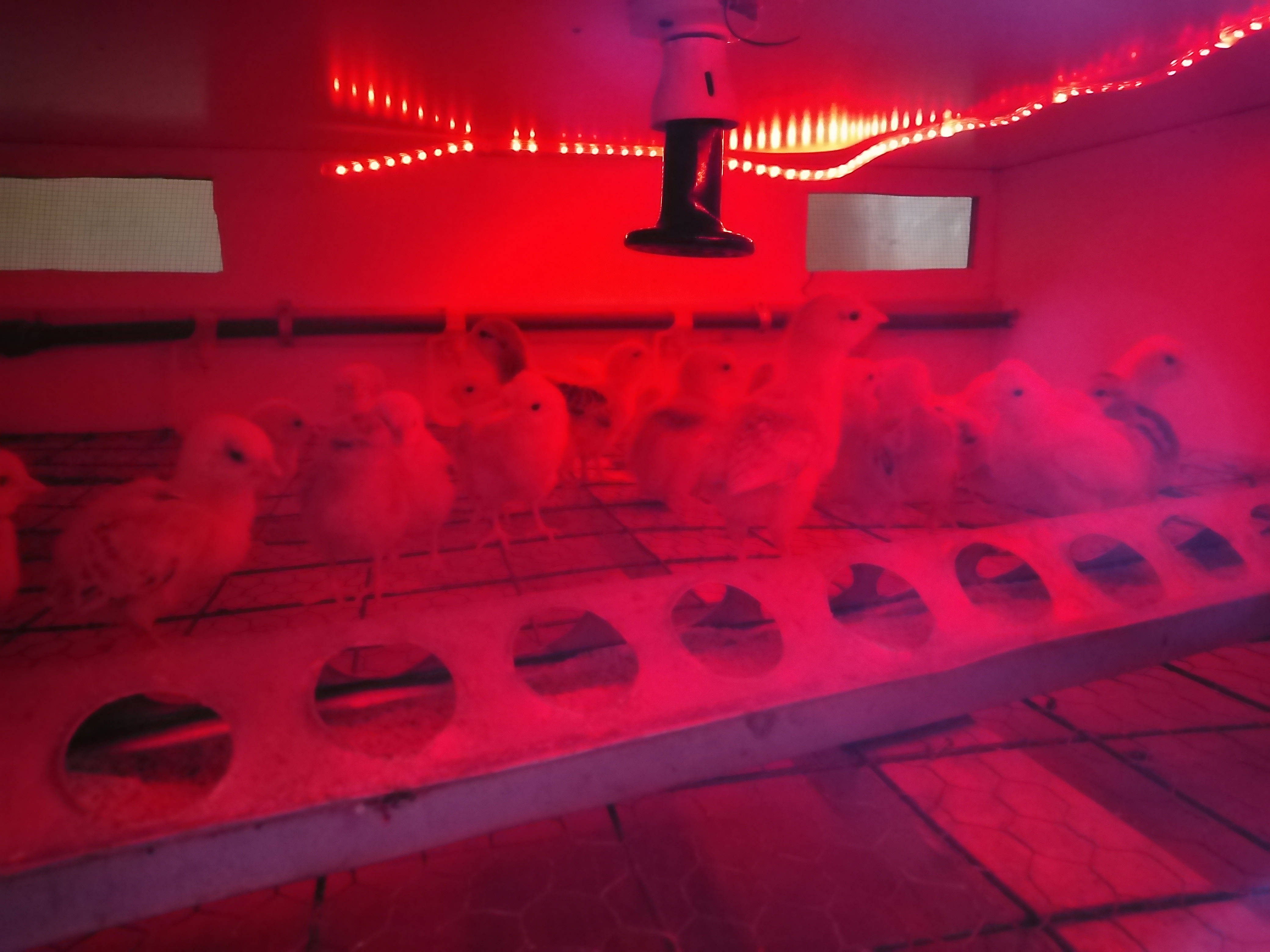  CoELIB Centre Innovations Transforming Lives!